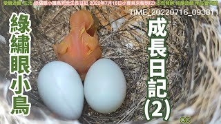 綠繡眼小雛鳥 成長日記(2) 2022年7月16日小寶貝來報到Green Eyed Chicks Complete Growth Diary July 16, 2022[愛釀造醋_生活]台灣南庄豐英醋