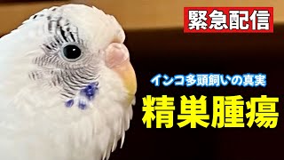 【インコ多頭飼いの真実】Vol.6 精巣腫瘍を発症したインコについてお話しします