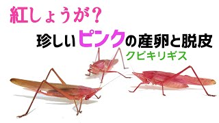 紅しょうが？珍しいピンクの産卵と脱皮！クビキリギス