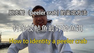 如何鉴定脱壳螃蟹（peeler crab)，钓条纹鲈鱼最好的鱼饵