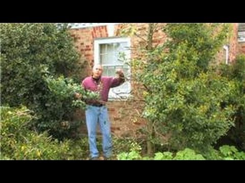 Gardening : How to Prune Hollies Gardening : How to Prune Hollies