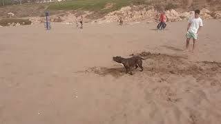 انثى كلب ستاف مدريسيا في شاطئ A female school staff dog in a beach