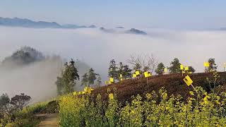 雨后初晴，安徽黄山市歙县石潭必有大云海，视频是早上直播内容