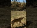 Coyote Barking #shorts #coyotes #wildanimals