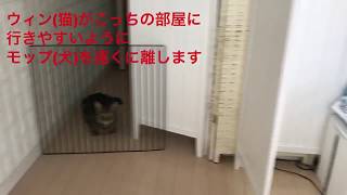 dog＆cat　犬と猫自己流仲良くさせる方法