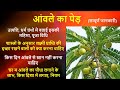 आंवले के पेड़ की उत्पत्ति महिमा पूजा विधि किस दिशा में लगाए amla tree benefits awale ki puja