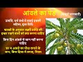 आंवले के पेड़ की उत्पत्ति महिमा पूजा विधि किस दिशा में लगाए amla tree benefits awale ki puja