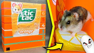 Hamster in Tic Tac 7 - Level Maze | DIY Cardboard labyrinth