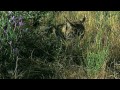 wild animals iberian lynx planet doc full documentaries