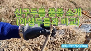 마디마다 순이 달리는 신구 두릅 소개