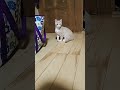 綿棒で遊ぶ猫🐈 shorts おすすめ 猫 猫動画 cat 綿棒