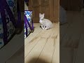 綿棒で遊ぶ猫🐈 shorts おすすめ 猫 猫動画 cat 綿棒