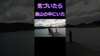 【ショアジギング】巨大な鳥山が発生！ルアーを投げると最大級の青物が食ってきた！ #北九州釣り #fishing #釣り #青物 #ブリ #ヒラマサ　