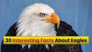 Top 30 Amazing Facts About Eagles