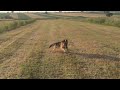 german shepherd pastor gjerman kiara in nature