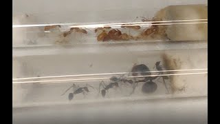 【アリ飼育】海外勢力追加！止まらない増種欲！！【Camponotussingularis】【Camponotus fedtschenkoi】