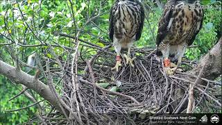 大安鳳頭蒼鷹 Daan Crested Goshawk - 訪客們（樹鵲\u0026綠繡眼）／ Visitors  20200526