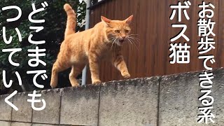 お散歩できる系ボス猫 The boss cat like a dog