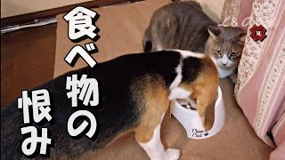 猫の夕食を眼前食いする命知らずのワンコ　不届き者のビーグル犬にニャンコが激オコ【ビーグル犬ペコ様】