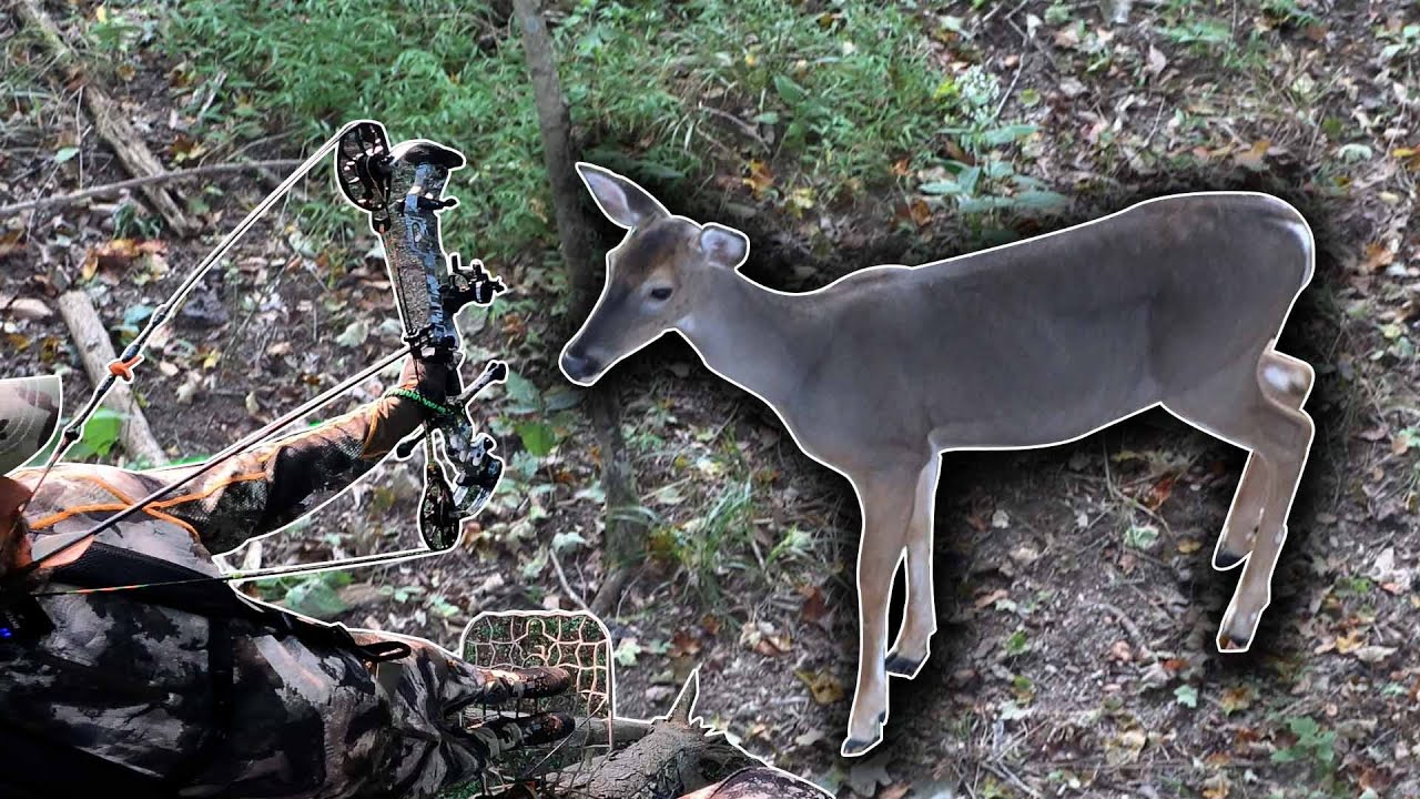 Two Deer Down! Bowhunting Early Season! - YouTube