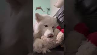 Husky Warns Malamute To Stay Away #Shorts #husky