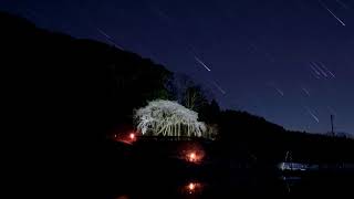 2019年3月 奥山田のしだれ桜 ライトアップ