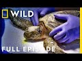 Sea Turtle SOS (Full Episode) | Magic of Disney's Animal Kingdom