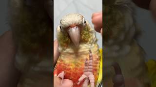 hold a sunconure like a baby #parrot #birds #pets #bird #pet #sunconure