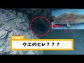 【魚突き】イシダイの「寄せ」3つのポイントを解説します。2mヤスの射程でもイシダイは突ける！　 神経締め