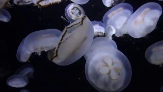 【山形】加茂水族館☆（癒し）キタミズクラゲ☆