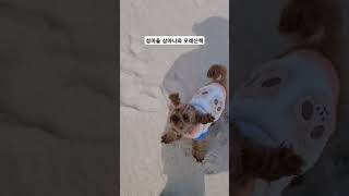 성마을 댕댕이와 누나 #섬마을 #강아지 #완도