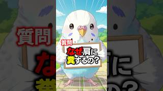 【質問】なぜ鳥は飼い主の肩にうんちをするのか？ #shorts #セキセイインコ