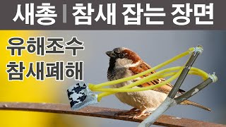 새총 참새 잡는 장면 유해야생동물 폐해사례 참새 피해 새총으로 참새 맞추기 참새 잡기