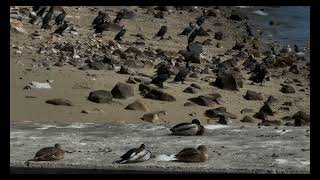 2月5日撮影、穏やかなハチの干潟　Taken on February 5, calm bee tidal flats