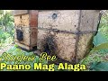 Paano Mag Alaga ng Stingless Bee | BY: N. A. BEE FARM