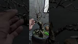 tugas bonsai second wire