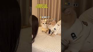 【#薄荷猫猫甜不甜】当女朋友画了个全妆我家猫不认识她了! #治愈系猫咪 #治愈猫咪 #仙女猫