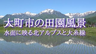 【大町市の田園風景】田植えが終わった早苗田に、北アルプスとJR大糸線の各駅停車と特急あずさが映り込みました。