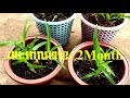 how to growing eulophia andamanensis កេសរកូលសំពៅបៃតង អរគីដេដី អរគីដេព្រៃ