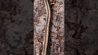 Bronzeback Tree Snake | Tree Snake | Snakes Of Coorg | Naveen Raki |