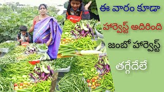 ఈ రోజు తోటలో |10 రకాల కూరగాయలు| మూడు రకాల ఆకుకూరలు హార్వెస్ట్