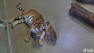 Mazy and Cub Playing - Live On Zoolife