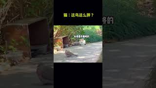 搞笑动物系列第38集 猫：这鸟这么胖？ #搞笑 #animals #funny #搞笑 #pets #萌宠 #萌宠 #cute #cat #宠物 #chat #科普 #宠物 #科普