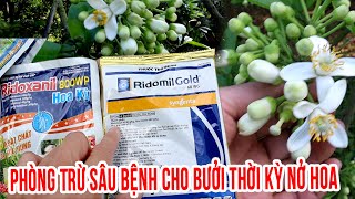 PHUN PHÒNG SÂU BỆNH CHO BƯỞI GIAI ĐOẠN CHUẨN BỊ NỞ HOA