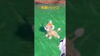 ポケモンSV色違い出現集 色違いシシコ #ポケモンsv