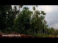 5 cents land for 17.50 lakhs at thuravoor angamaly near cochin airport kerala.