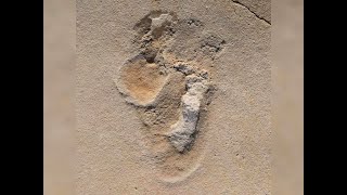 What Do These 5.7 Million-Year-Old Footprints Tell Us? Dr. Alberg Shares Insights