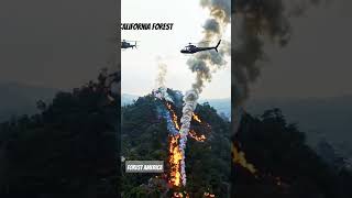 Los Angeles forest Super power Sirf Allah #shortvideo #travel #forest #wildlife #shortvideo