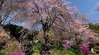 龍珠院の枝垂れ桜