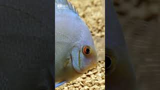 Virtual Aquarium | Blue diamond discus | Tropical fish with aquarium sounds #shorts